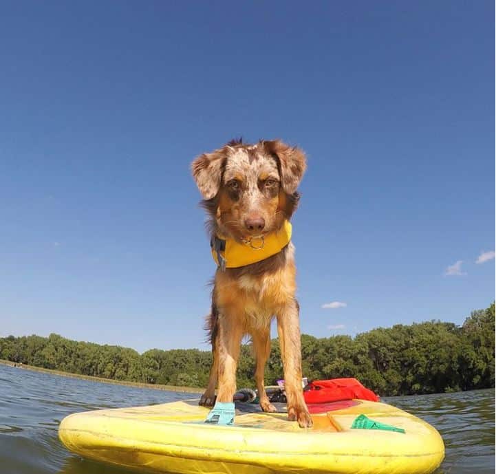 Dog on a paddleboard from Wheel Fun Rentals in Minnesota