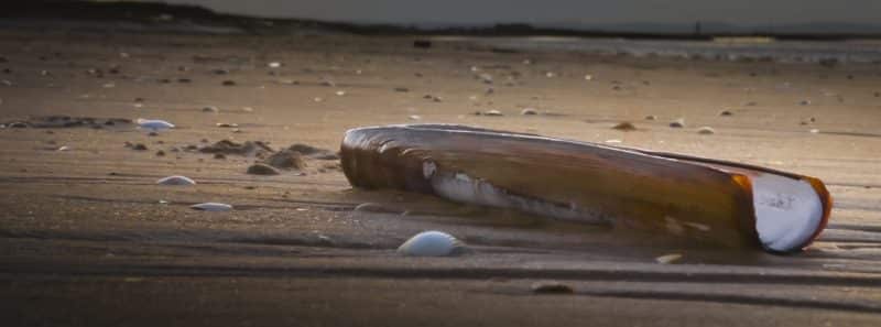 Razor clams in Seaside, OR