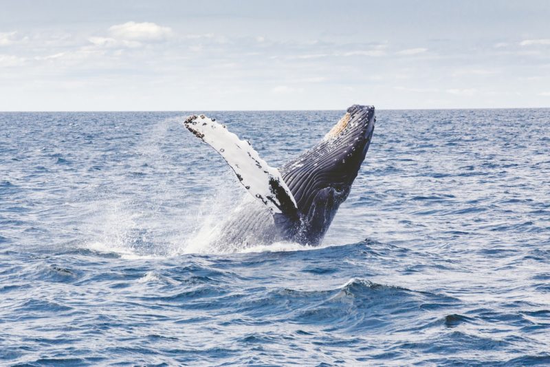 Whale watching in Seaside, OR